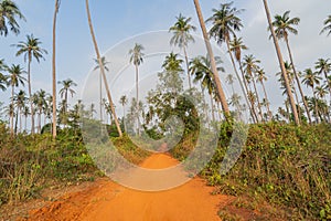 Coconut garden walkway