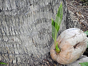 Coconut is germinate