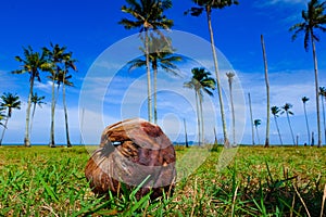 Coconut on green grass at the shore under cloudy and blue sky