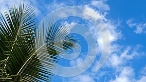 Coconut green leaf tree swaying by wind isolated sky background with copy space for text advertising.