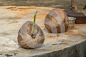 Coconut with green shoot, Parque EcoturÃÂ­stico. Zihuatanejo, Mexico photo