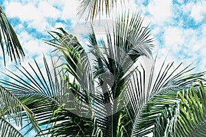 Coconut green tropical palm branches blue sky white clouds abstract background bright shiny sun day beautiful nature