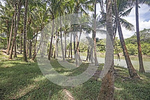 Coconut grove by the bank of Sungai Marang River in Pulau Kekabu of Marang District in Terengganu, Malaysia.