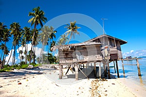 Coconut grove island in the tropics