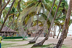 Coconut grove in La Campagne beach Resort Lekki Lagos Nigeria