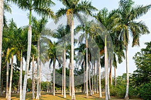 Coconut grove scenery