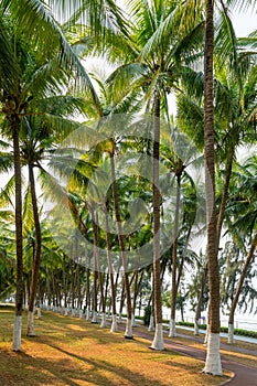 Coconut grove scenery