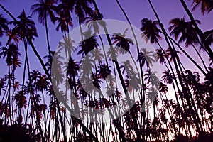 Coconut Grove Sunset