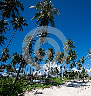 Coconut grove tropical island with blue skies