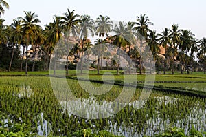 Coconut groves & paddy fields photo