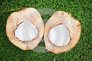 Coconut half on green background