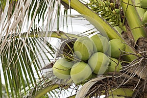 Coconut haning on coconut tree on the beach photo