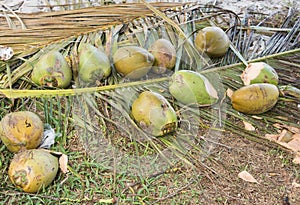 Coconut Harvest at Yehele Beach
