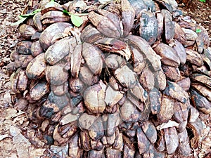 Coconut husk, keral coir industry raw meterials