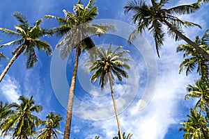Coconut idyllic with blue sky at Beach Ban Krut