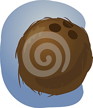 Coconut illustration