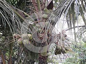 Coconut image, many Coconut