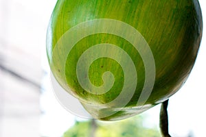 Coconut isolate on background close up