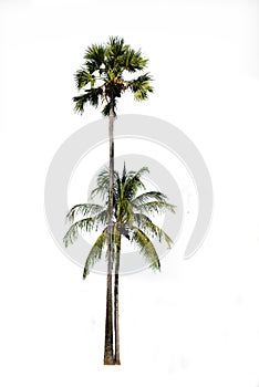Coconut and palm tree on isolated, an evergreen leaves plant di cut on white background with clipping path. photo