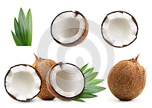 Coconut isolated