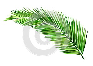 Coconut leaf