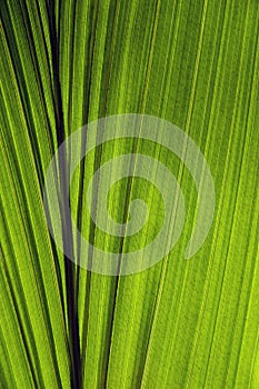 Coconut leaf