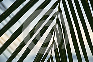 coconut leaf on beach with landscape of sea in cloudy day when storm coming