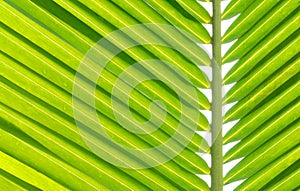 Coconut leaf