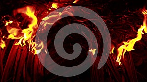 Coconut Leaf Fire flames on a black background. Blaze fire flame texture background. Close up of fire flames isolated on black bac