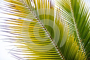 Coconut leaf or palm leaf on tree. Closeup.