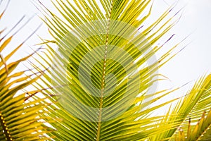 Coconut leaf or palm leaf on tree. Closeup.