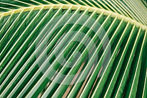 Coconut leaf. sheet coconut palms Macro shot
