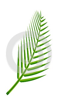 Coconut leaf simple isolated on white background, illustration of coconut leaves, palm stalk lush, leaf coconut green fresh