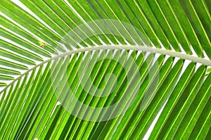 Coconut leaf structure
