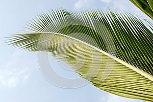 Coconut leaf tail