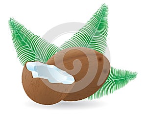 Coconut and leaf vector illustration