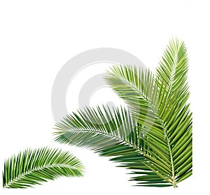 coconut leaves