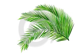 Coconut leaves photo