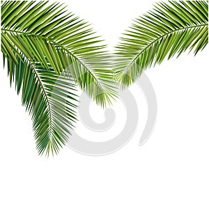 Coconut leaves