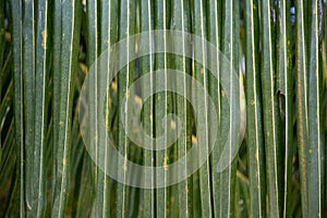 Coconut leaves.