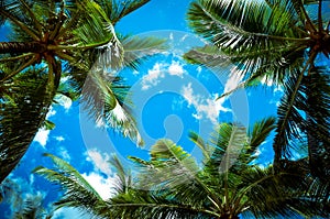 Coconut leaves against the cloudy blue skies