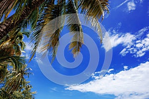 Coconut leaves on blue sky