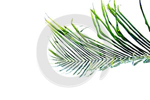 Coconut leaves with branches and sun light on white isolated background