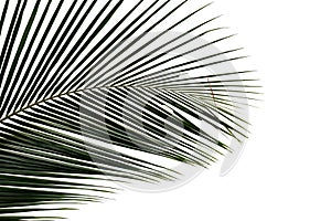 Coconut leaves with branches on white isolated background