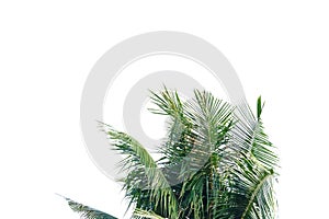 Coconut leaves with branches on white isolated background