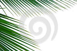 Coconut leaves with branches on white isolated background