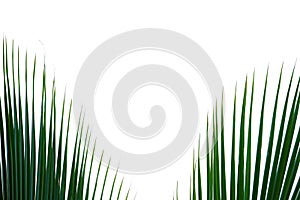 Coconut leaves with branches on white isolated background