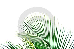 Coconut leaves with branches on white isolated background