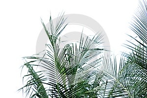 Coconut leaves with branches on white isolated background