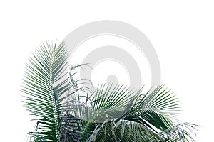 Coconut leaves with branches on white isolated background